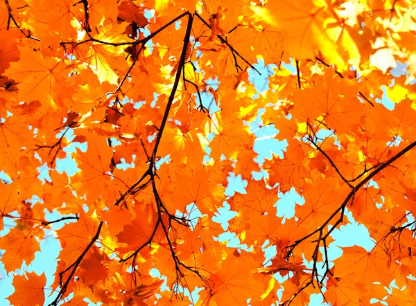 Podzimní listí javor a pozadí modré oblohy — Stock fotografie