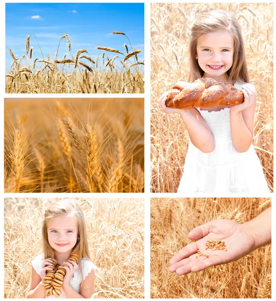 Samling av bilder vete fält och liten flicka — Stockfoto
