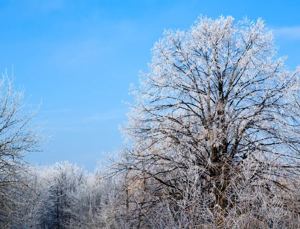 Frost ile kış manzara ahşap kaplı 