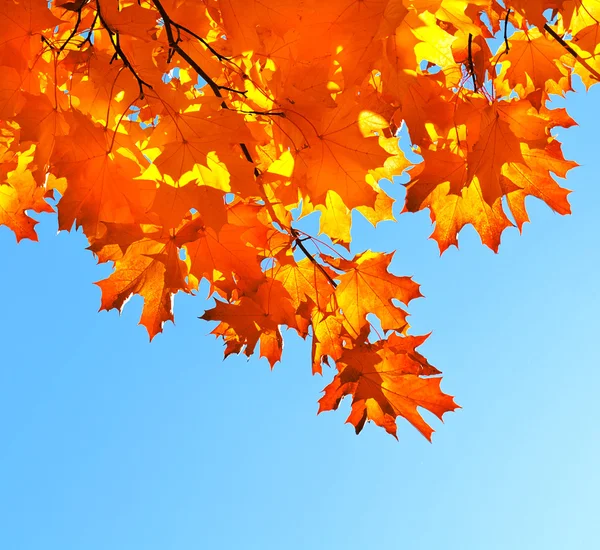 Foglie d'acero autunnale e cielo blu — Foto Stock