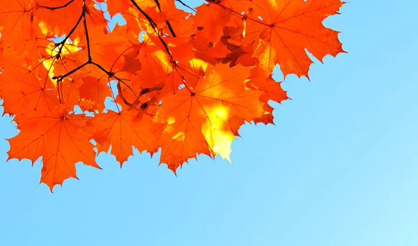 Foglie d'acero autunnale e cielo blu — Foto Stock