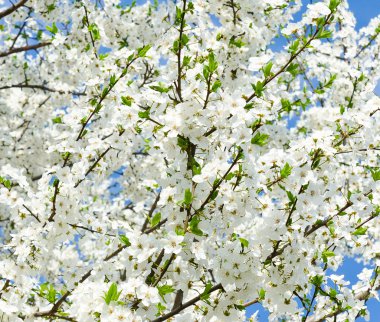 Bahar günü kiraz çiçekleri