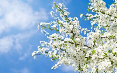 Kiraz çiçekleri ve mavi gökyüzü