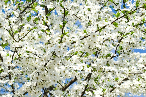 Wiśniowe kwiaty w dzień wiosny — Zdjęcie stockowe