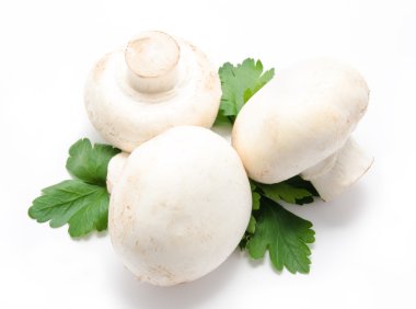 champignon mantar beyaz agaricus