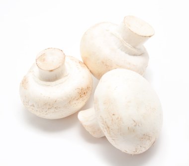 champignon mantar beyaz agaricus
