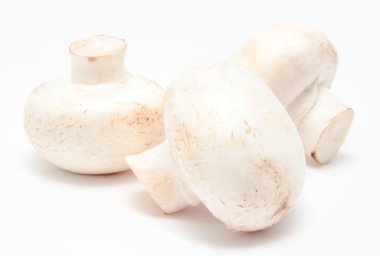 champignon mantar beyaz agaricus 