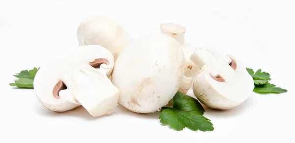 Champignon agaricus blanc — Photo