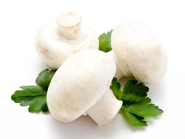 Champignon agaricus blanc — Photo