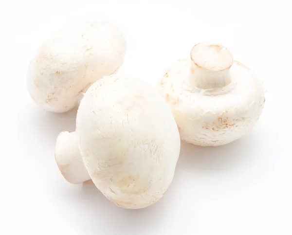 Champiñón agaricus blanco —  Fotos de Stock