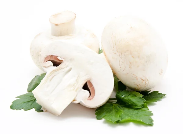 Champignon agaricus blanc — Photo