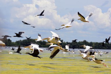 Pelikan ve Danube Delta, Romanya'da kalktıktan cormorans