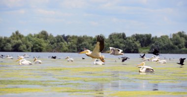 Pelikan ve Danube Delta, Romanya'da kalktıktan cormorans