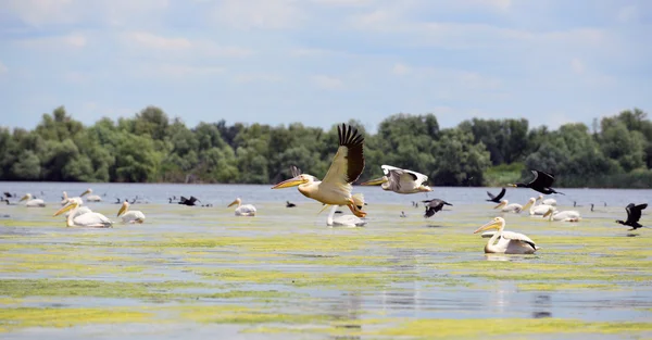 Πελεκάνοι και cormorans απογειώνεται σε το Δέλτα Δούναβη, Ρουμανία — Φωτογραφία Αρχείου