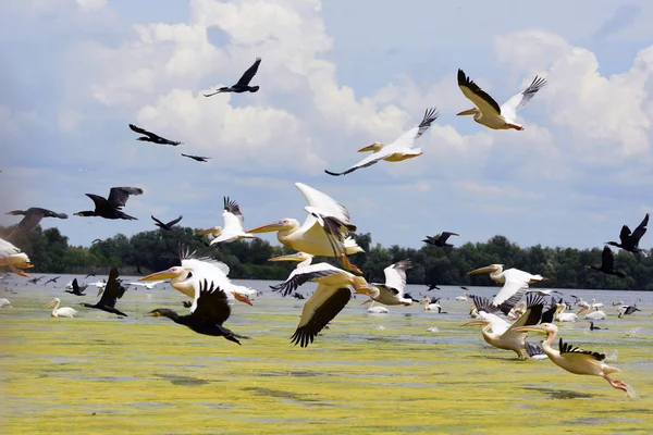 Pelicans and cormorans taking off in the Danube Delta, Romania Stock Image