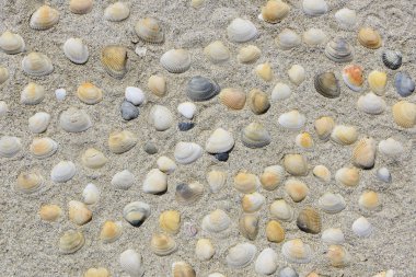 kalp renkli deniz kabukları kum Plajı'nda şeklinde.