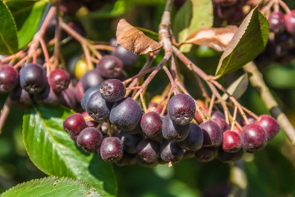 Chokeberry υποκατάστημα. — Φωτογραφία Αρχείου