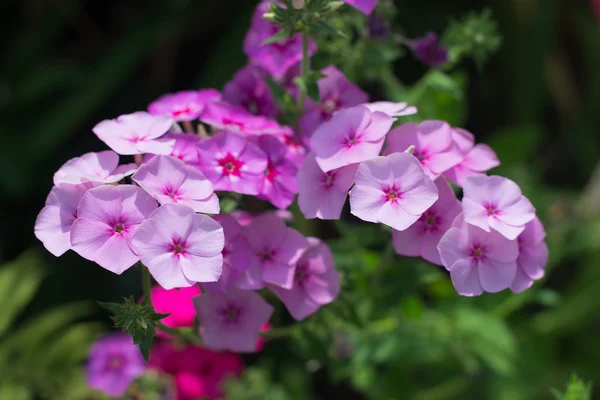 Phlox rosa — Foto Stock