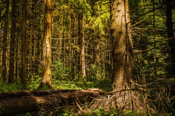 野生では、野生の森 — ストック写真