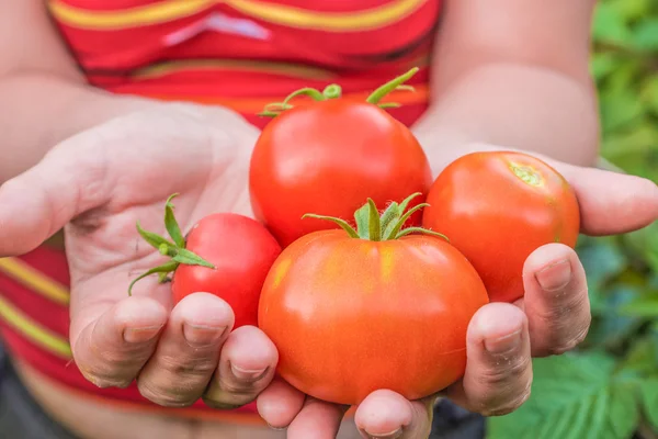 Tomates directamente del jardín — Foto de Stock