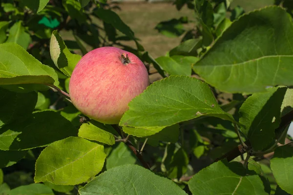 Czerwone jabłko na drzewie — Zdjęcie stockowe