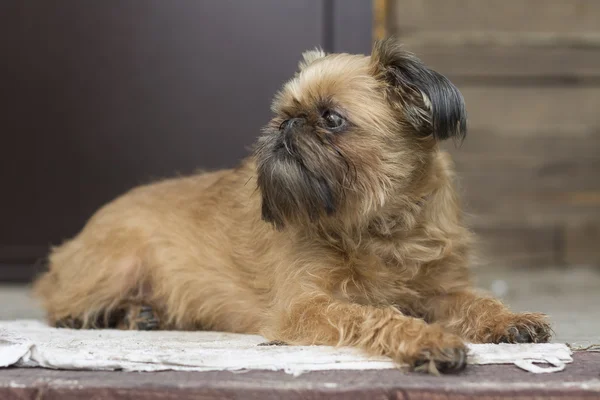 Brussels griffon — Stok fotoğraf