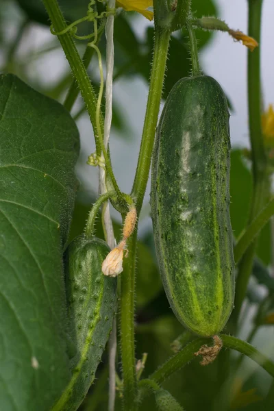 Cucumber on a branch — Stock Photo, Image