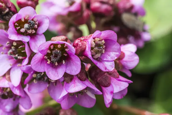 Flower Bergenia closeup — Stock Photo, Image