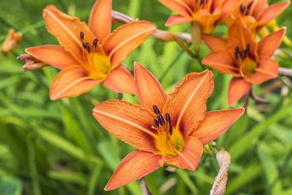 Orange Lilies — Stockfoto