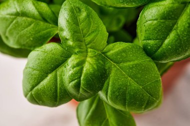 Beyaz arka planda taze fesleğen. Yeşil fesleğen. Koyu arkaplanda yeşil fesleğen. Yemek arkaplanı. Bir sürü fesleğen..