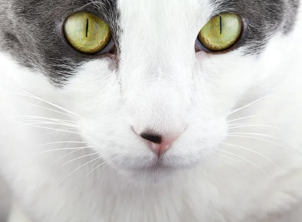 Rosto de gato branco e cinza — Fotografia de Stock