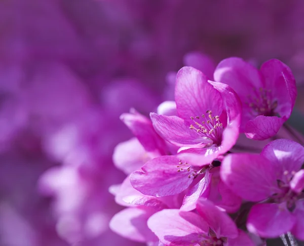 Rosafarbene Frühlingsblumen — Stockfoto