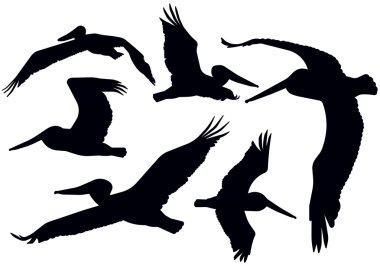 Flying Pelican Silhouettes clipart