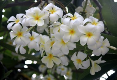 Plumeria 