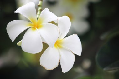 Plumeria 