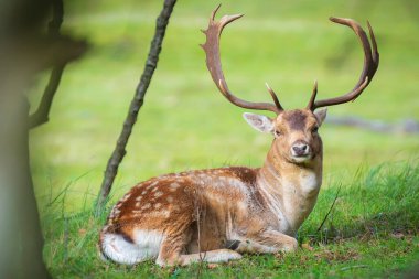 Fallow geyiği Dama Dama geyiği ormanda yürüyor. Doğa renkleri arka planda açıkça görülebilir, seçici odak kullanılır.