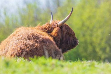 Kahverengi kırmızı Highland sığırları, İskoç sığır cinsi otlaklarda dinlenen uzun boynuzlu Bos Taurus.