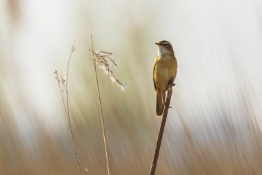 Sedge Warbler kuşuna yakın olan Acrocephalus schoenobaenus üreme mevsiminde bir dişiyi cezbetmek için şarkı söyler.