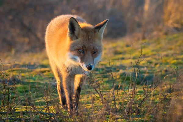 Közelkép Egy Vad Vörös Róka Vulpes Vulpes Guberáló Közben Egy — Stock Fotó