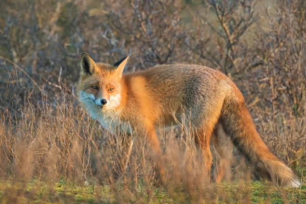 Primer Plano Zorro Rojo Salvaje Vulpes Vulpes Carroñeros Durante Una —  Fotos de Stock