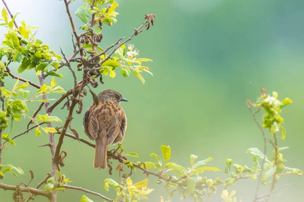 Närbild Dunnock Prunella Modularis Fågel Trädvisning Och Sjunga Tidig Morgonsång — Stockfoto