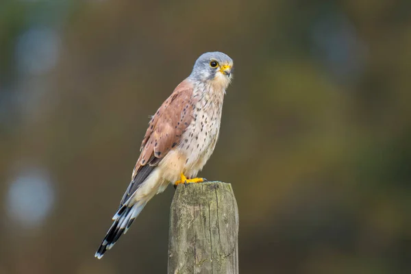 Retrato Close Macho Common Kestrel Falco Tinnunculus Empoleirado Comendo Uma — Fotografia de Stock