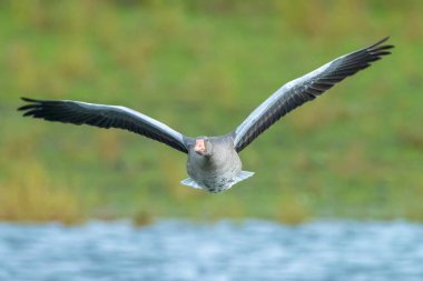 Gri-lag kaz Anser Anser 'in sonbahar sezonunda göç ettiği uçuşta yakınlaşması..