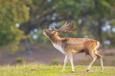 Çiftleşme mevsiminde Fallow deer Dama Dama erkek geyiği. Sonbahar güneşi ve doğa renkleri arka planda açıkça görülebilir..