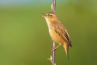 Sedge Warbler kuşuna yakın olan Acrocephalus schoenobaenus üreme mevsiminde bir dişiyi cezbetmek için şarkı söyler.