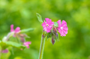 Silene dioica 'nın kırmızı campion ve kırmızı catchfly olarak bilinen pembe çiçeklerine yakın çekim.