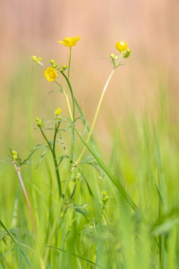 Ranunculus acris, Ranunculaceae familyasından bir bitki türü. Yaygın isimler arasında çayır çiçeği, uzun düğün çiçeği, sıradan düğün çiçeği ve dev düğün çiçeği yer alıyor..