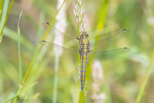 Black Tailed Skimmer Orthetrum Cancellatum Dragonfly Europe Asia Female Specie — Stock Photo, Image