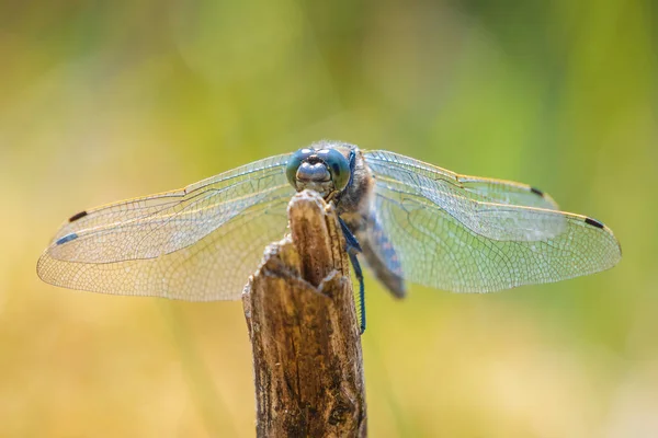 Černoocasý Kluzák Orthetrum Cancellatum Vážky Evropy Asie Samčí Druh Odpočívá — Stock fotografie