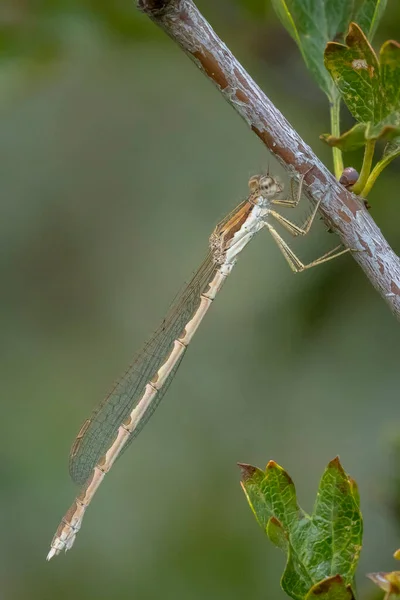 Das Männchen Der Winterlibelle Sympecma Fusca Ruht Auf Einem Stiel — Stockfoto